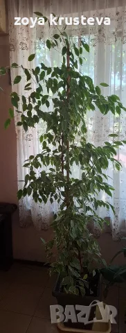 Бенджамин 1,70 м