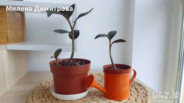 Лудизия Скъпоценна орхидея - Ludisia Discolor, снимка 14 - Стайни растения - 51258525