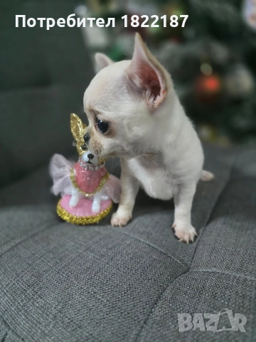 Чихуахуа, снимка 3 - Чихуахуа - 52818135