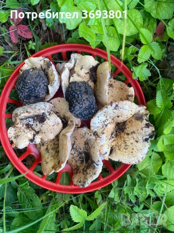 5 декара Парцел   С Трюфелна ферма, снимка 11 - Вили - 51957630