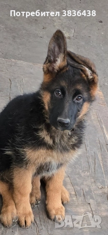 Чистокръвни немски овчарки на сто дена, снимка 5 - Немска овчарка - 52158703