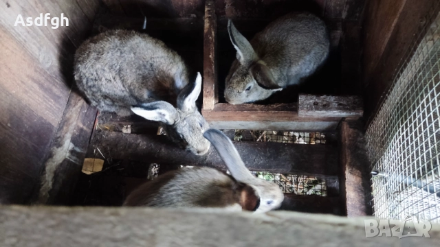 Зайци Калифорнийски зайци, снимка 5 - За гризачи - 51627208