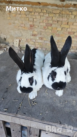 Зайци, снимка 9 - Други - 53499260