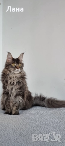 Коте Мейн Кун , снимка 3 - Мейн кун - 52131284