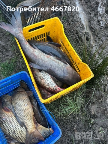 Толстолоб само на ЕДРО 3 лв/кг, снимка 2 - Други - 52642202
