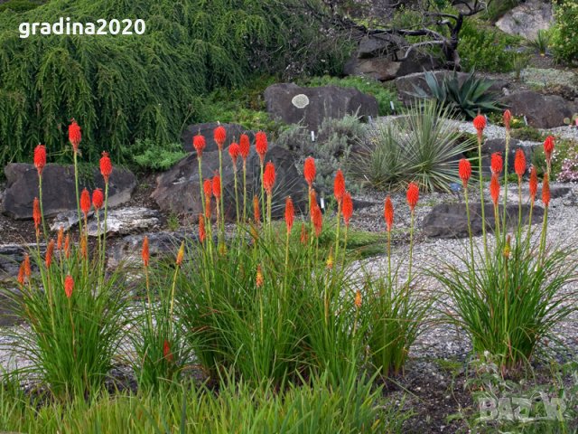Книфофия - факелна лилия, снимка 5 - Градински цветя и растения - 30334162