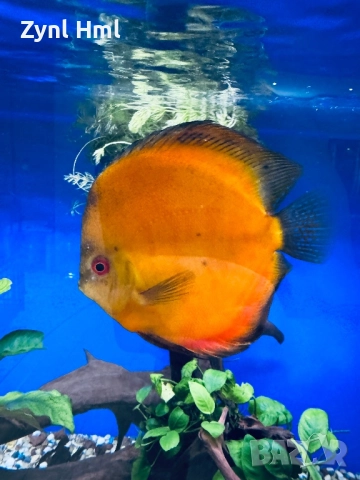 Риби Дискуси – група от 6бр.,здрави и красиви!, снимка 7 - Рибки - 52391837