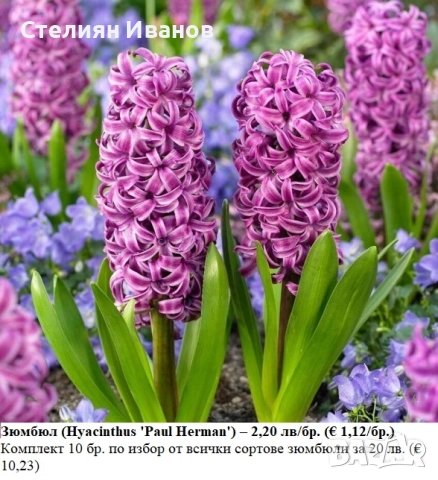 СОРТОВИ ЗЮМБЮЛИ - ЛУКОВИЦИ, снимка 10 - Сортови семена и луковици - 52372807