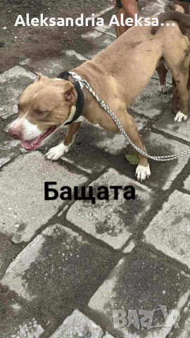 Продавам породисти питбулчета, снимка 2 - Питбул - 52281077