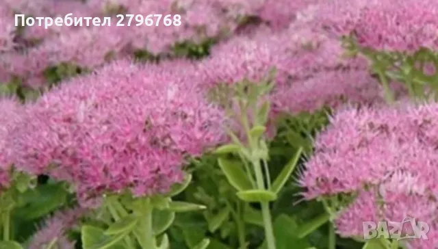 Дебела мара, снимка 1