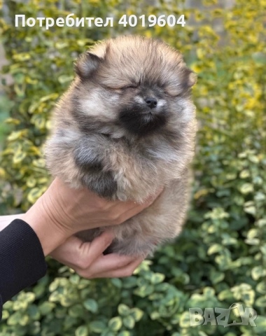 Померан померанчета, снимка 9 - Померан - 52504749