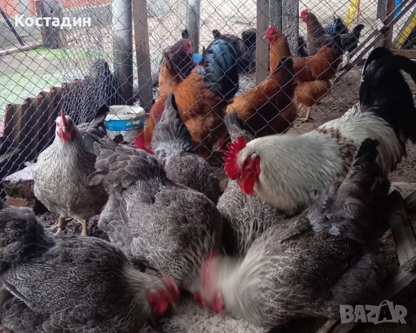 Разподни яйца от катунска кокошка Сребърна линия Разподни яйца от катунска кокошка Сребърна линия , снимка 10 - Кокошки и пуйки - 53273408