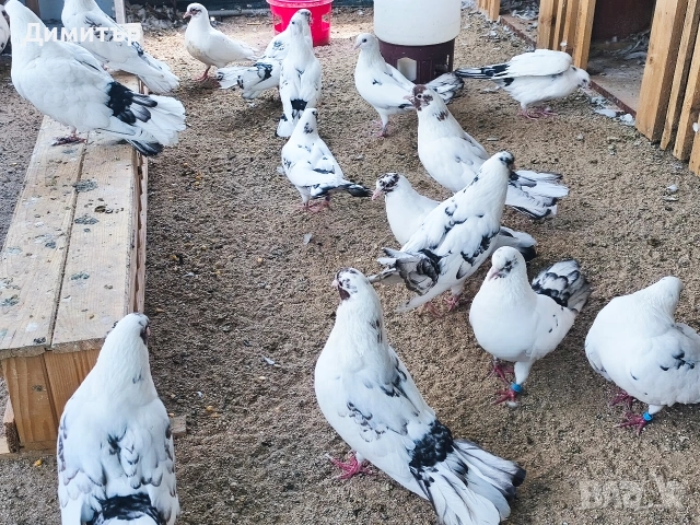 Закъртени гълъби , снимка 3 - Гълъби - 53220215