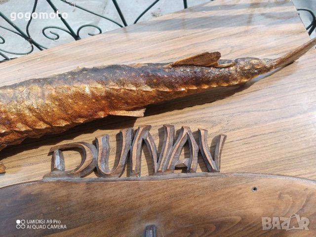 Трофей, Риболовен трофей щука от ДУНАВ, на над 50 години, снимка 11 - Декорация за дома - 37053412