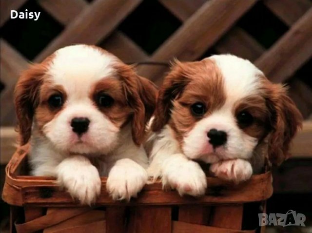 Диамантен гоблен" Лятна градина", снимка 7 - Гоблени - 31851369