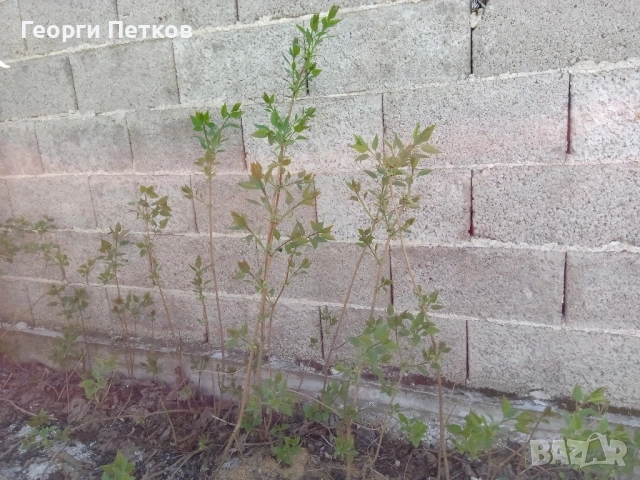 Люляк - 4 €./ бр., снимка 9 - Градински цветя и растения - 54299059