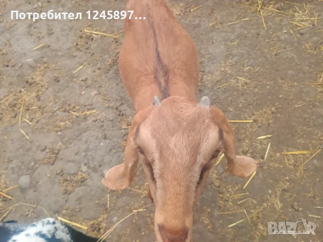 Женски ярета Нубийски 