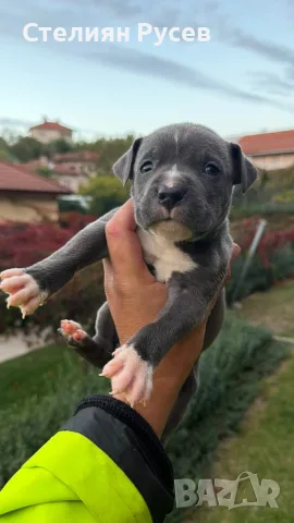американско були ХЛ и стафордшир + стафордширски териер  american bully xl   здравейте имаме бебета 