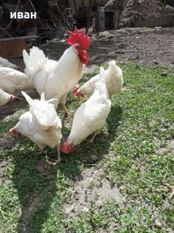 разплодни яйца от легхорн