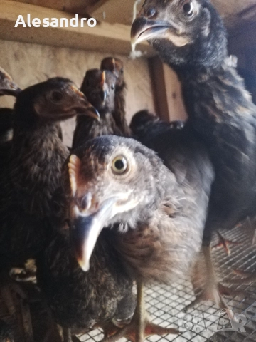 Женски пилета Супер Харко