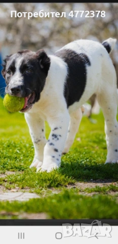 Кучета алабай, снимка 5 - Алабай - 53922033
