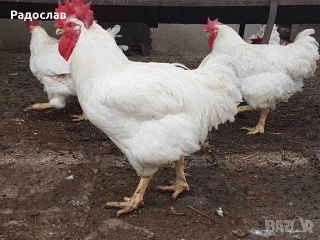 Бройлери кокошки,петли , яйца, носачки,ярки,пилета, снимка 3 - Кокошки и пуйки - 27686230