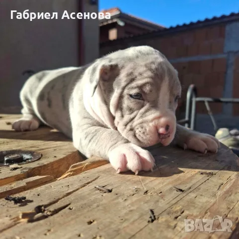 свободни Американски були , снимка 2 - Други животни - 56337723