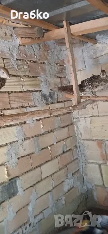 Диамантени фазани, снимка 3 - други­ - 55978466