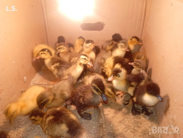 крякащи патета