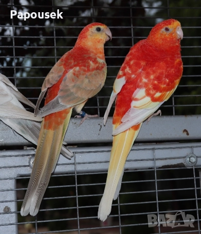 ПОЙНИ ПАПАГАЛИ , снимка 9 - Папагали - 52979206