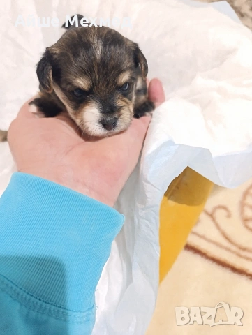 йоркширски териер 3 момченца.и две принцеси, снимка 5 - Йоркширски териер - 53130028