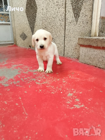 продавам лабрадори , снимка 6 - Лабрадор ретривър - 52606304