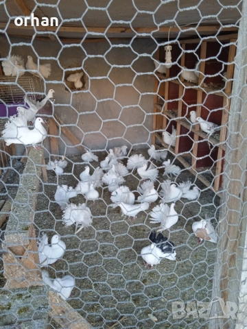 фенерли за продаване или бартер , снимка 7 - Гълъби - 52361365