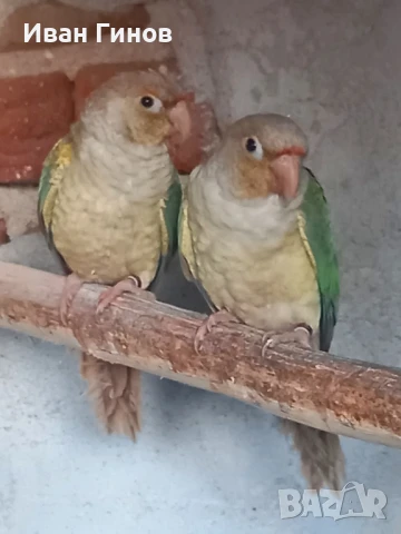 Продавам папагали. , снимка 5 - Папагали - 51294183