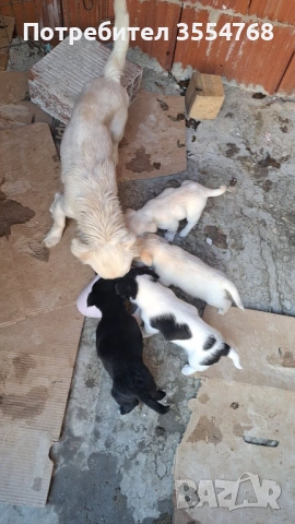 Продавам Мини болонка 