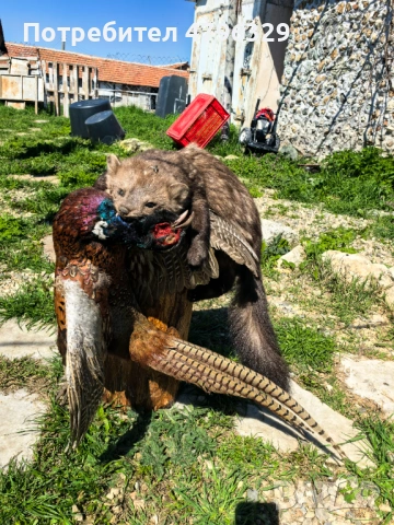 Препарирани животни, снимка 5 - Други - 54241701