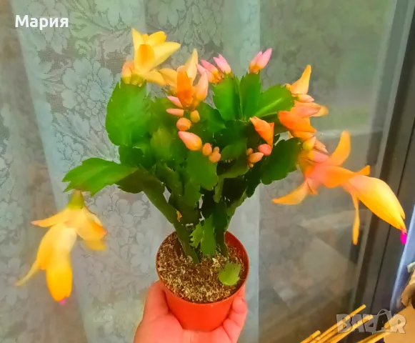 Коледничета жълти, снимка 1