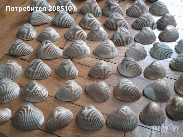 Морски миди и рапани, снимка 4 - Други стоки за дома - 52813180