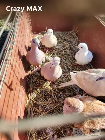 Скумрийки гугутки 
