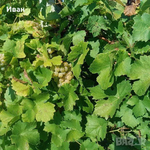 Продавам отлично винено грозде Мускат Отонел – от стари лозя (район Силистра)собствени лозя , снимка 5 - Други стоки за дома - 55891981