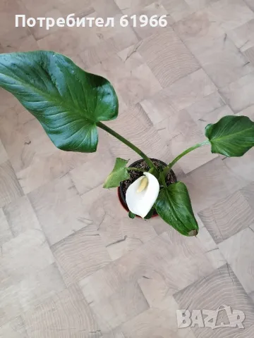 Студоустойчива бяла кала! , снимка 6 - Градински цветя и растения - 46855062