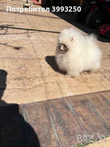 Мини померан момче, снимка 5 - Померан - 46608785