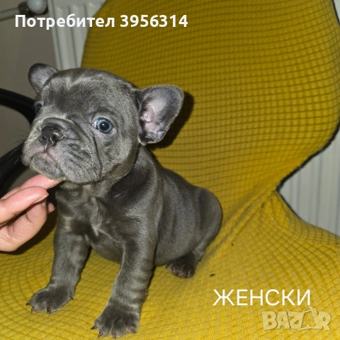 Френски булдог търси дом 🐾 Малки френски булдочета на 40 дни търсят своето  ново  семейство. , снимка 8 - Френски булдог - 54364366