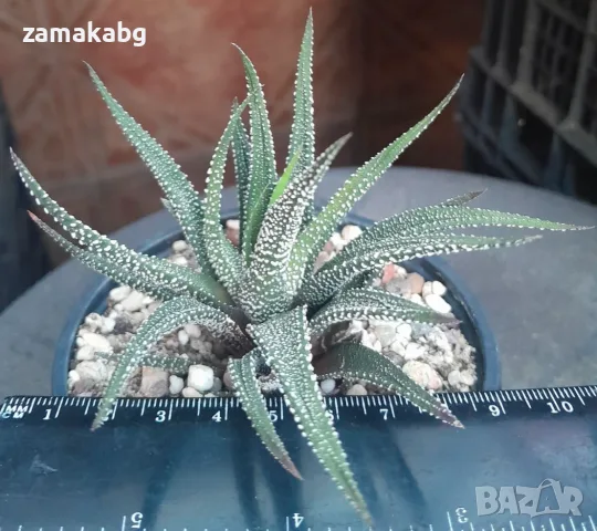 Хавортия Рейнвардта (Haworthia reinwardti), сукулентно растение