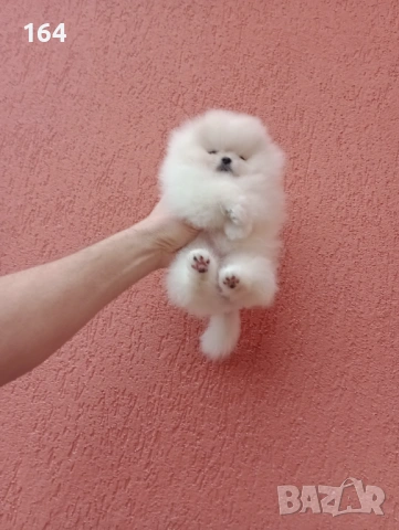 Бял женски мини Померан. 