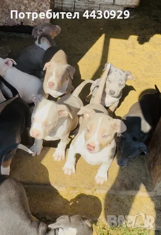 American Bully XL, снимка 5 - Американски стафордширски териер - 56317527