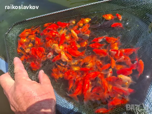 Златни рибки 1,30 евро., снимка 5 - Рибки - 56168054