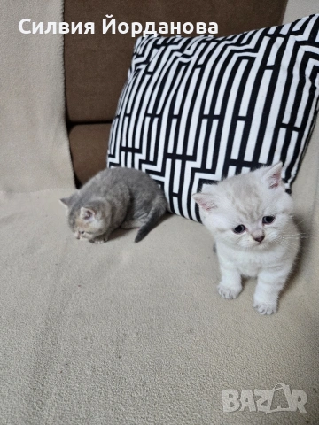 Британчета късокосмести