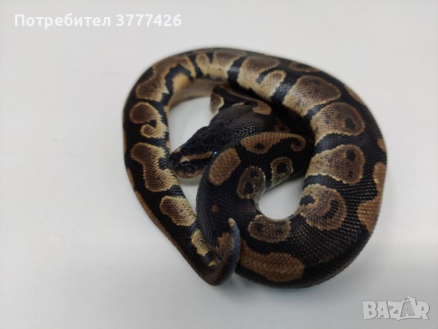 Кралски Питон / Ball Python / Python regius, снимка 9 - Змии - 42172390