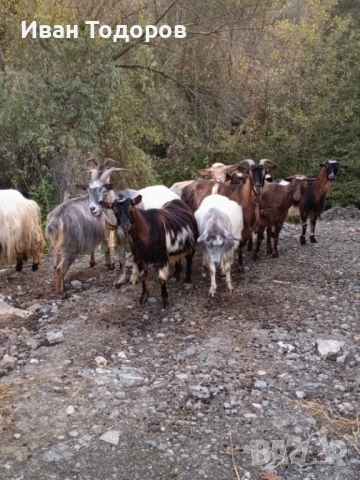 Продавам Десет Кози и Един Козел(Пръч), снимка 8 - Кози - 52583525